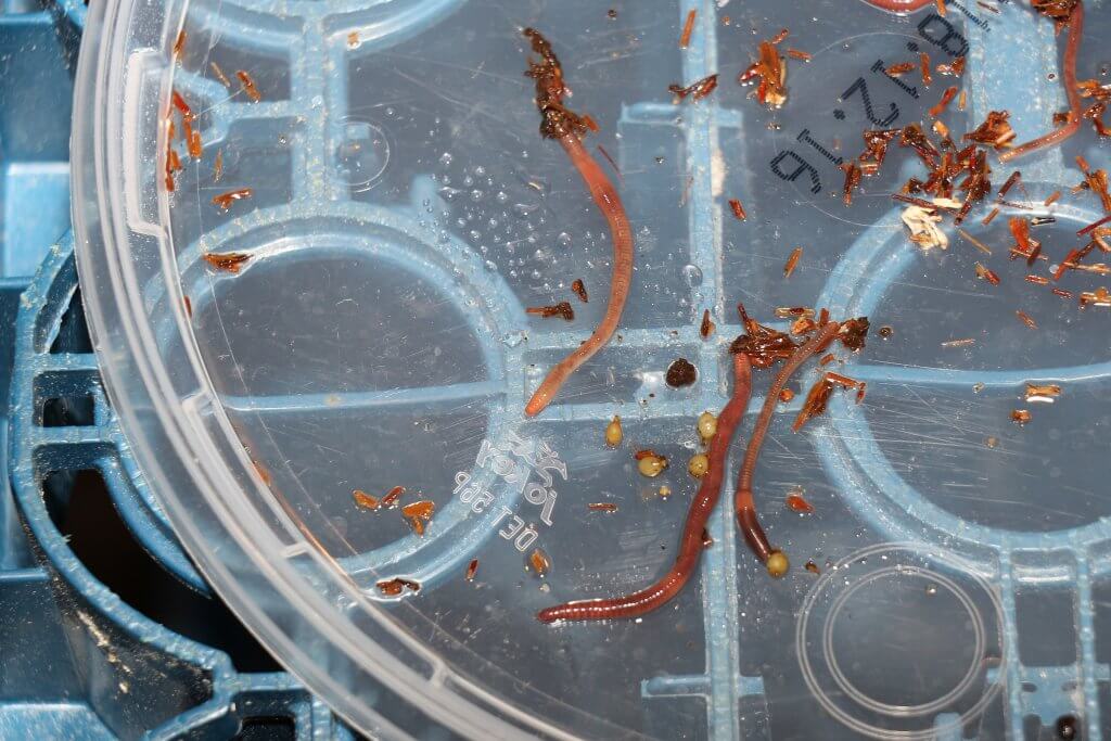Die Würmer haben nun ihren Kokonring und bilden damit die kleinen Wurm-Kokons