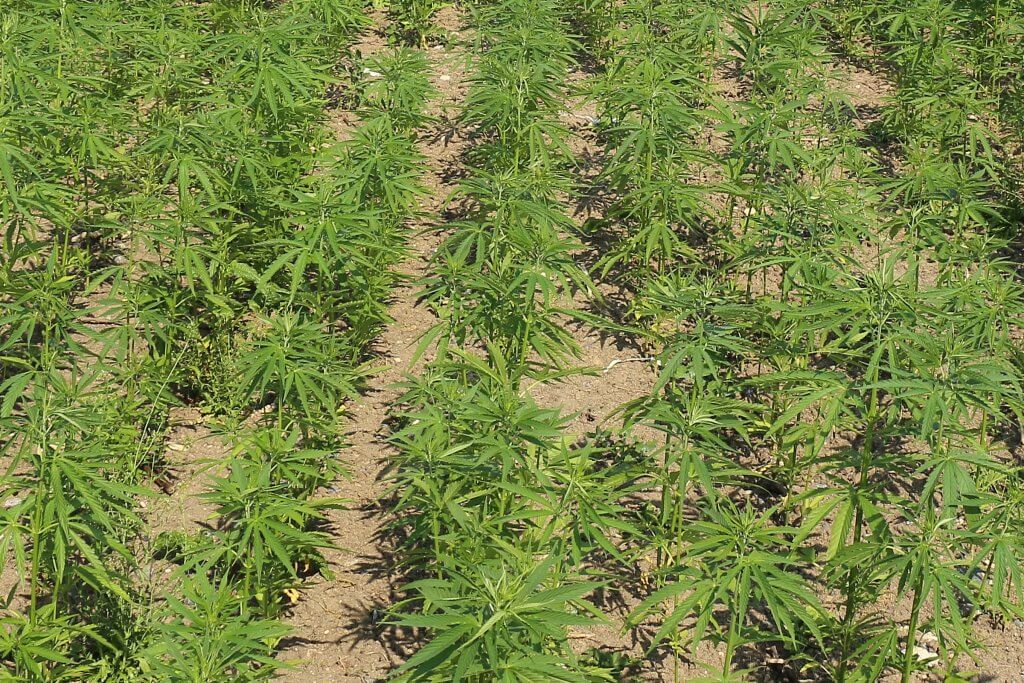 Es wird trockener, die Pflanzen sind groß genug, mulchen kann dem Outdoor Marihuana helfen