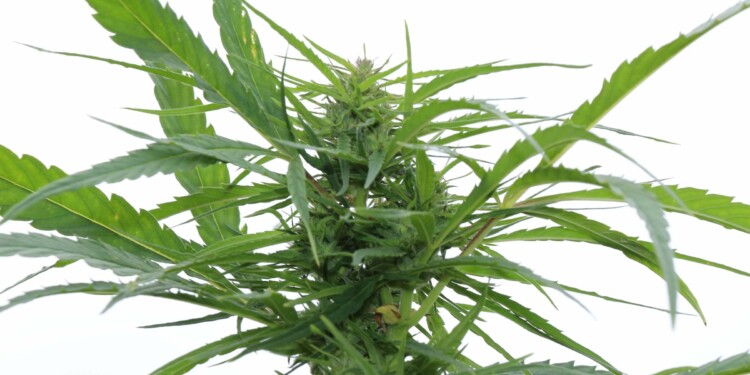 Cannabinoide in Cannabis sativa