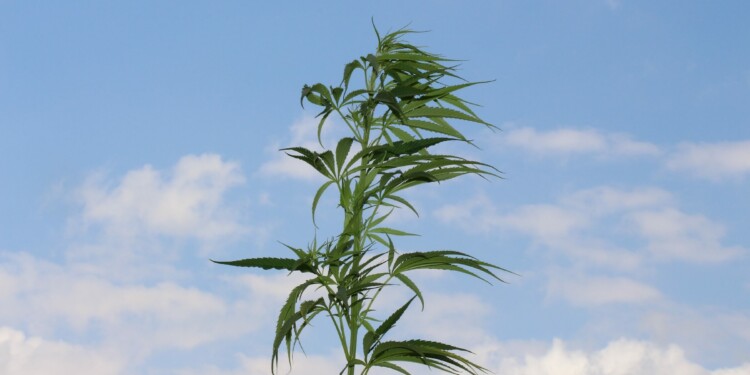Exogene Cannabinoide pflanzlicher Natur - Cannabis