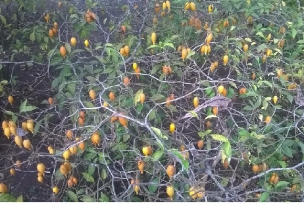 Viele reife Iboga-Früchte