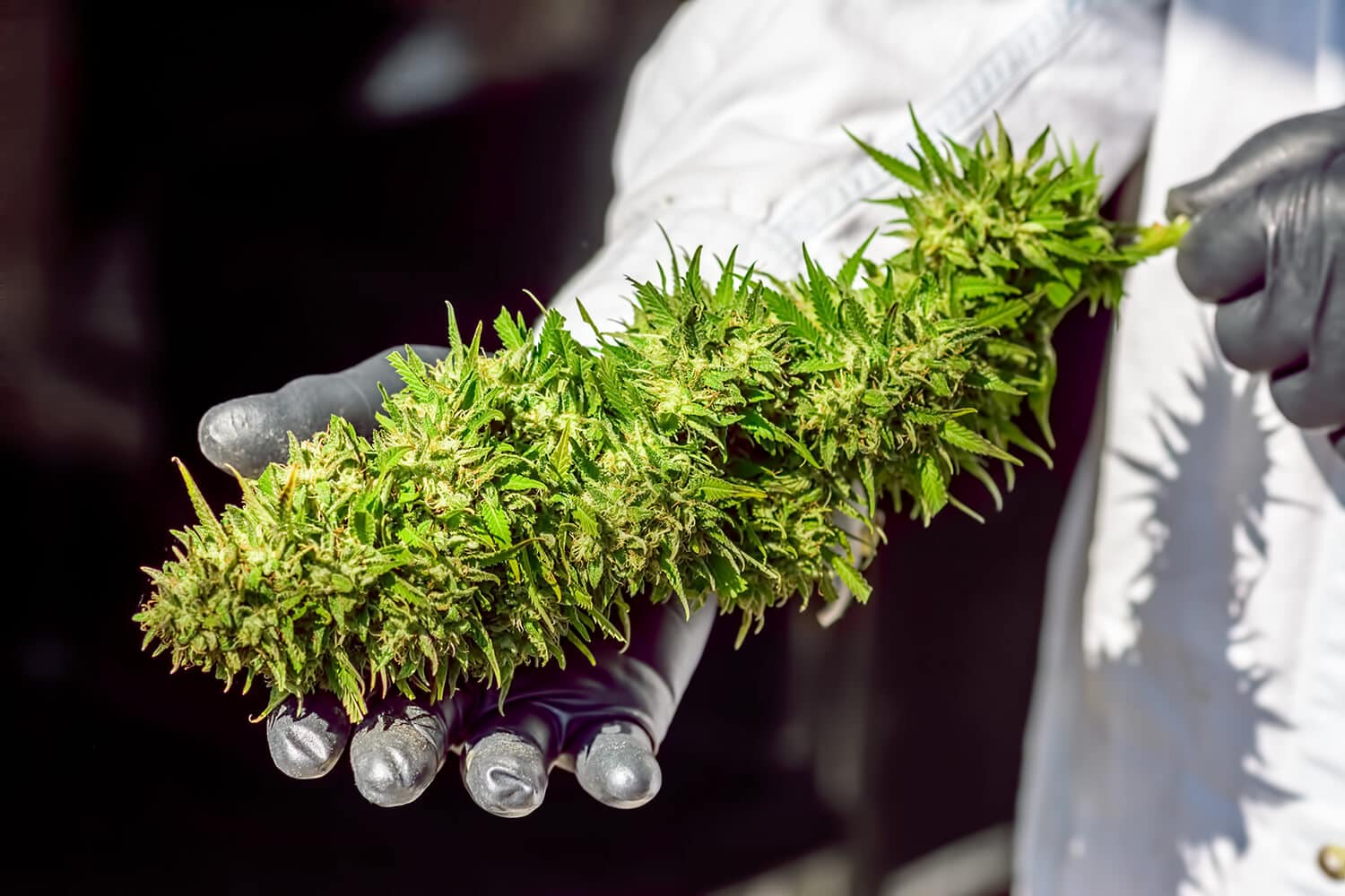 CBD–die Neue Königin Des Cannabis 2