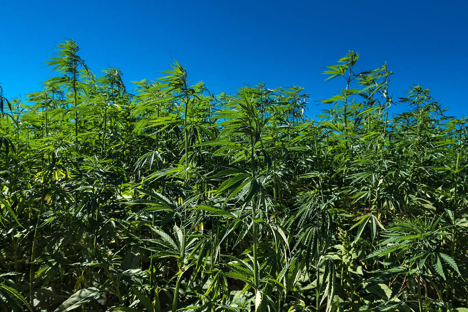CBD–die Neue Königin Des Cannabis 3