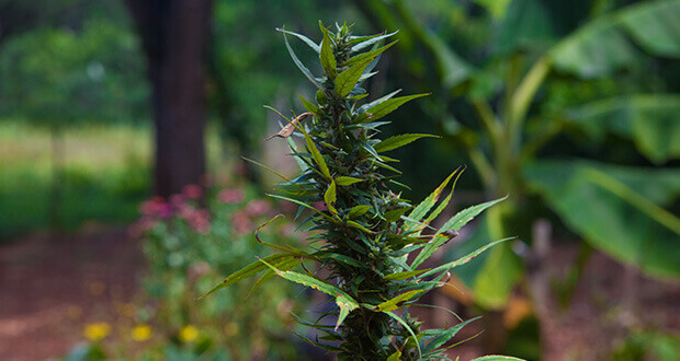 cannabis-jamaika