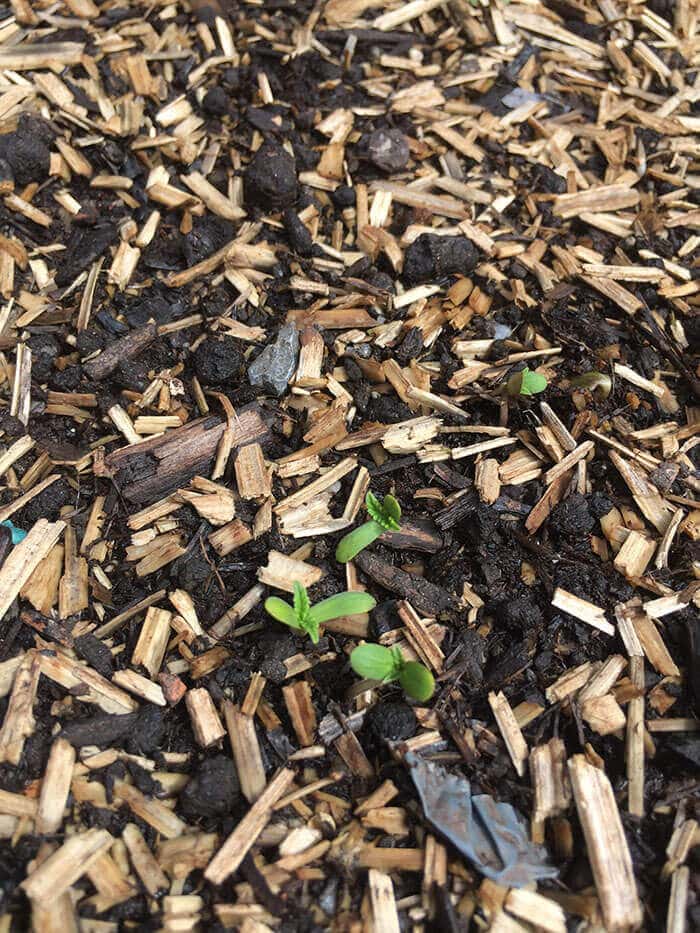 Hanfschäbe Gartenmulch