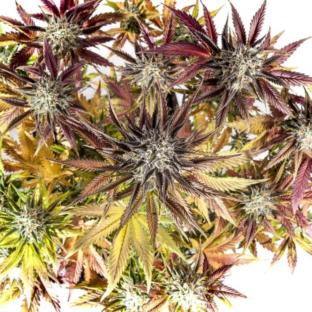 cannabis-blüte-lila