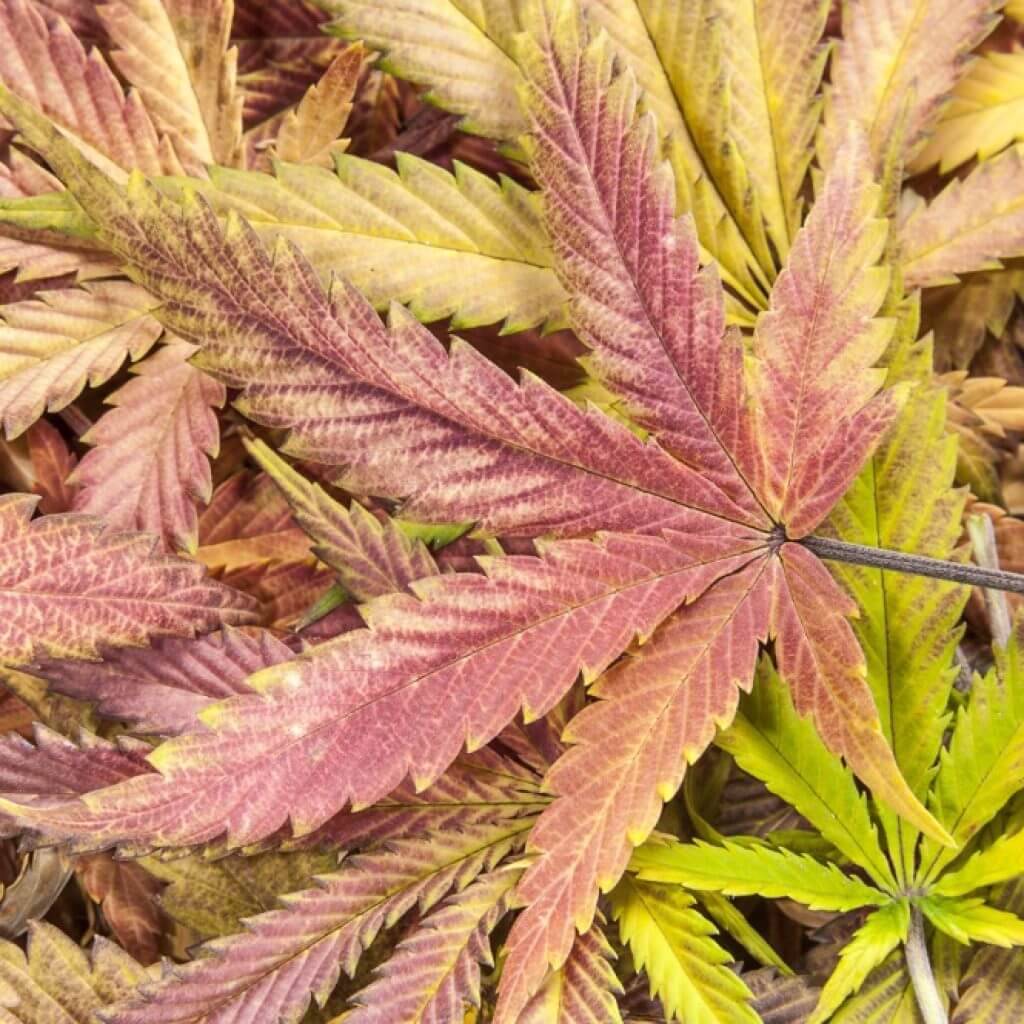 cannabis-lila