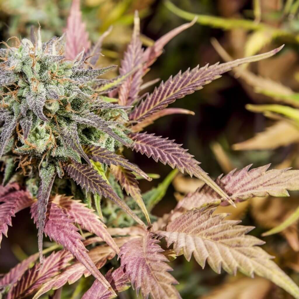 cannabis-purple