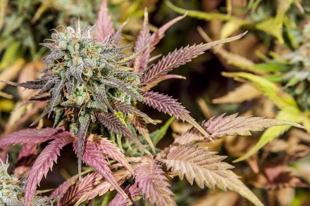 cannabis-purple