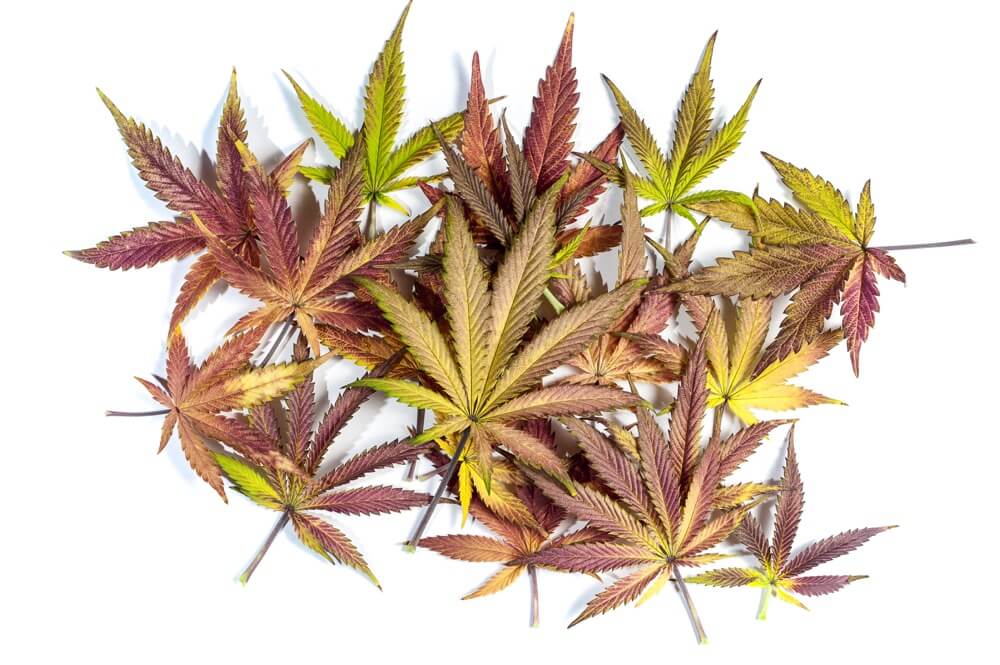 farbiges-cannabis