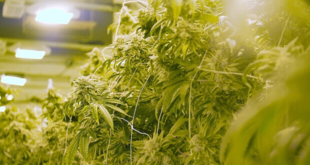 abcann-cannabis-greenhouse