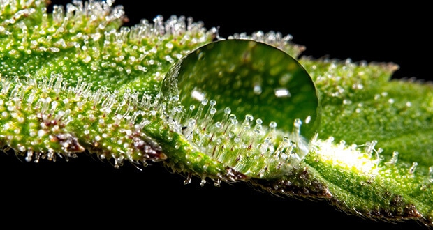 led-trichome
