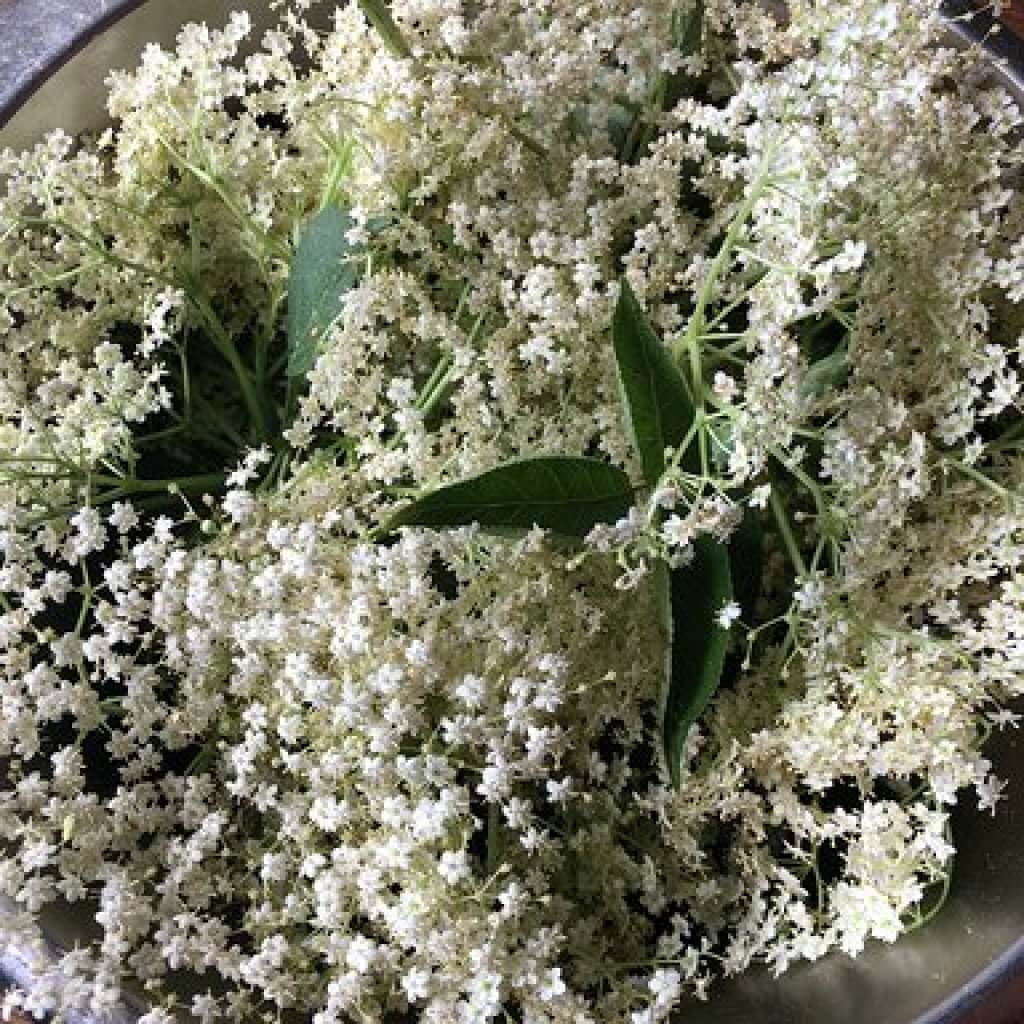 Holunderblüten in Hanfmehl-Weinteig gebacken mit Hanfsamen Salty ...