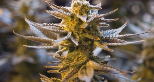 Cannabis-Blüte-Ernte
