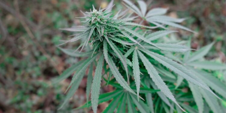 Cannabis-für-Patienten-1