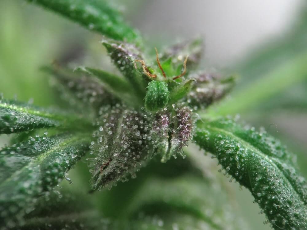 cannabis-blüte