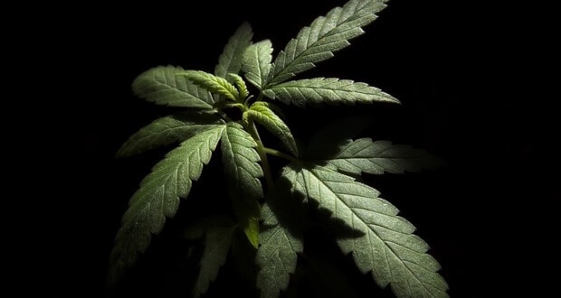 cannabis-entwicklung