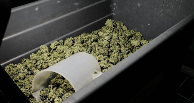 Jamaika-startet-legalen-Export-von-Cannabis-nach-Kanada