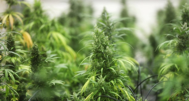 Forschung-Cannabis-Hanfpflanze