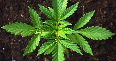 Bild-von-Cannabis-deutsch-Seite-1