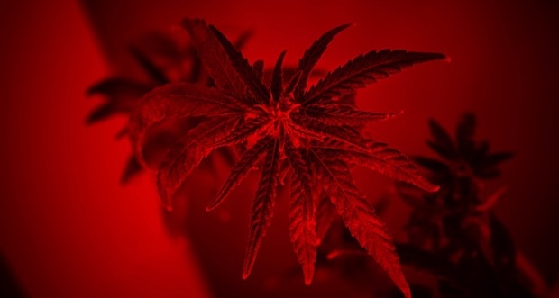 Das-Wirkspektrum-von-Cannabis