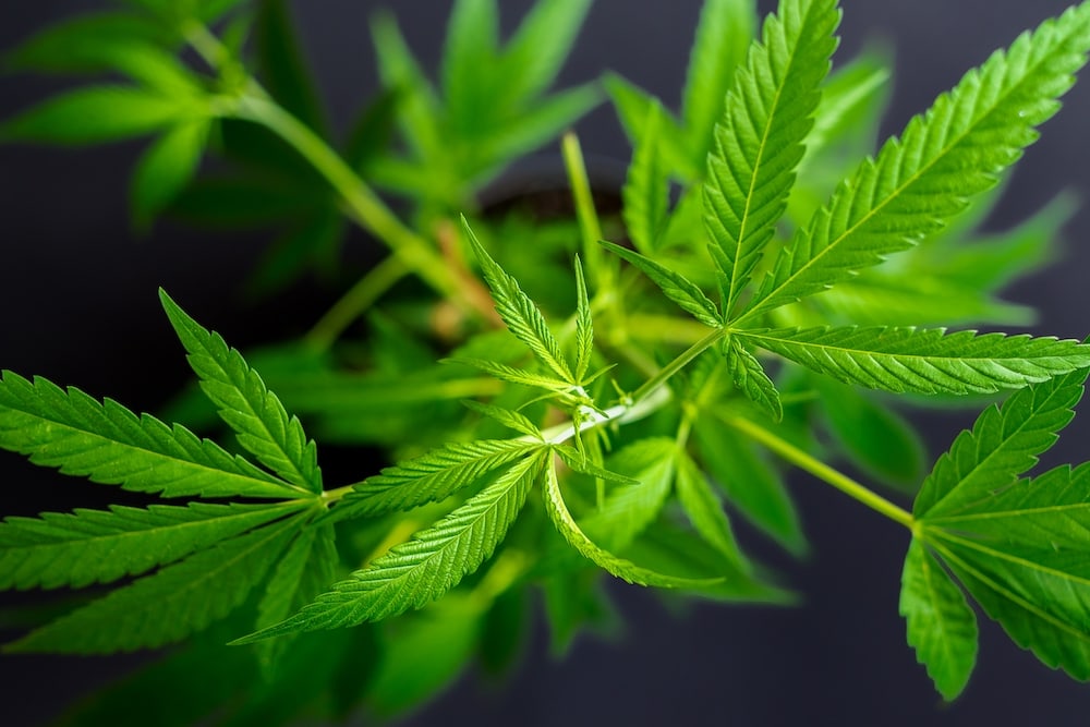 Cannabis-Begleiter-und-die-Beziehung-zwischen-Mensch-und-Pflanze-2-1