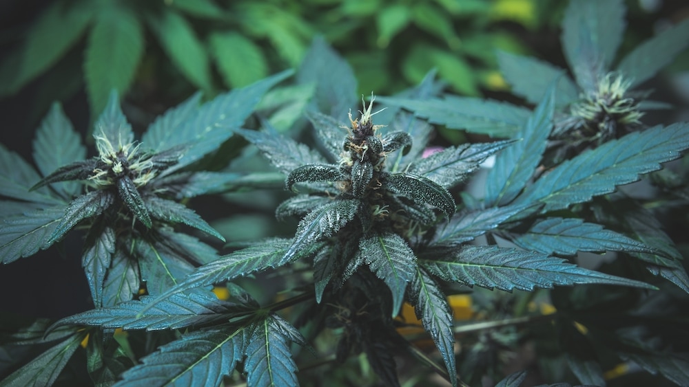 Cannabis-Begleiter-und-die-Beziehung-zwischen-Mensch-und-Pflanze-3