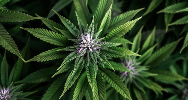 Cannabis-Begleiter-und-die-Beziehung-zwischen-Mensch-und-Pflanze