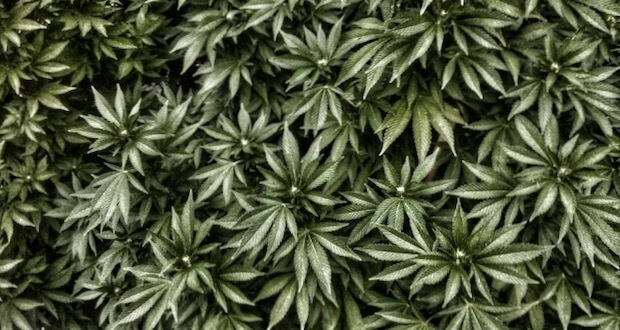Cannabis-gegen-Krebs-–-Eine-Frage-der-Komponenten