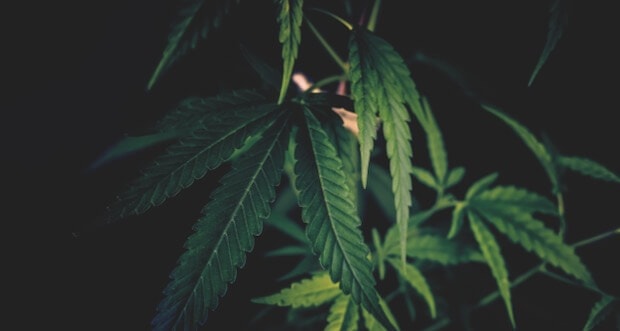Spannende-Zeiten-für-die-Cannabisforschung