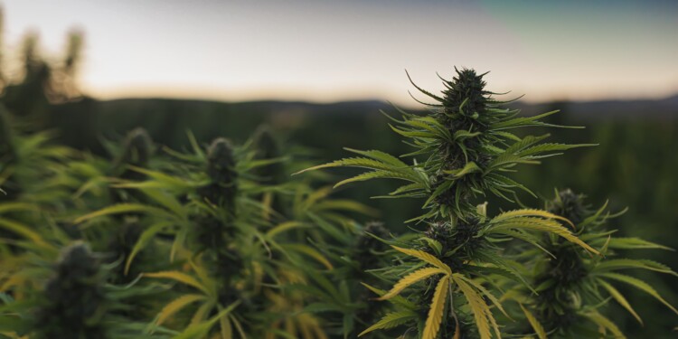 Weniger-Import-von-medizinischem-Cannabis-nach-Deutschland