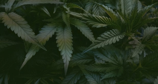 cannabis-marijuana-weed-plants-leaves-leaf_t20_NQwe4p