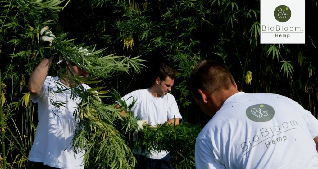 BioBloom Der Regionale Bio CBD Öl Produzent 1 1024x546