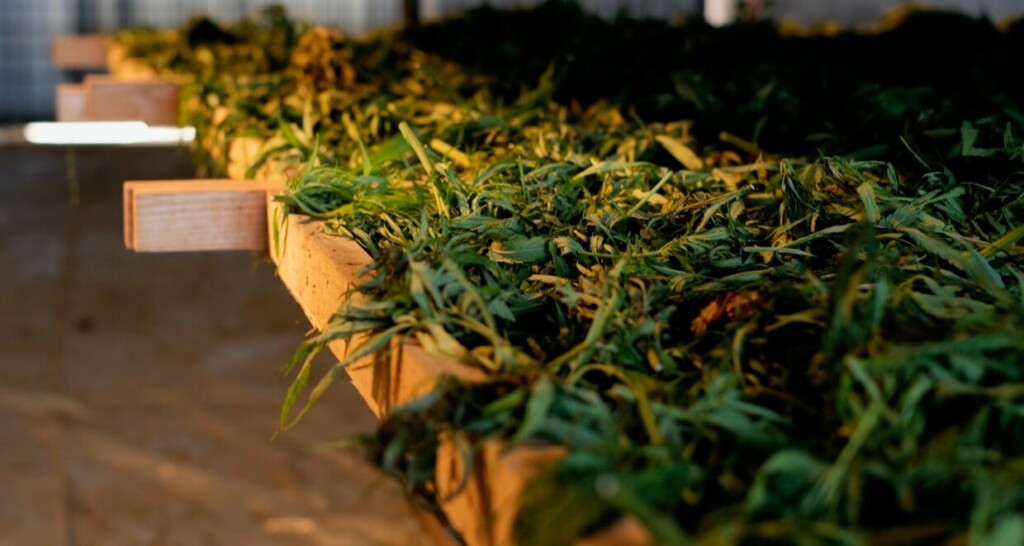 BioBloom Der Regionale Bio CBD Öl Produzent 1024x546