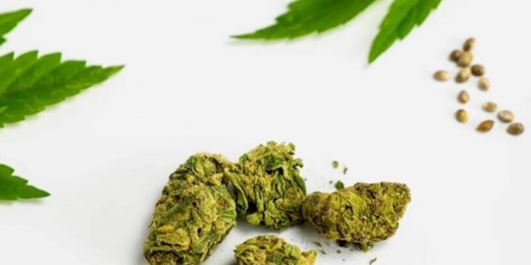 Arbeitsgemeinschaft-Cannabis-als-Medizin