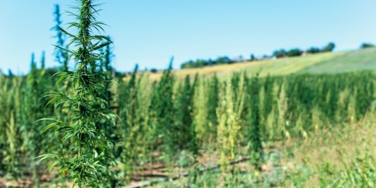 Qualitätskontrolle-von-Cannabispflanzen-über-das-Terpenprofil