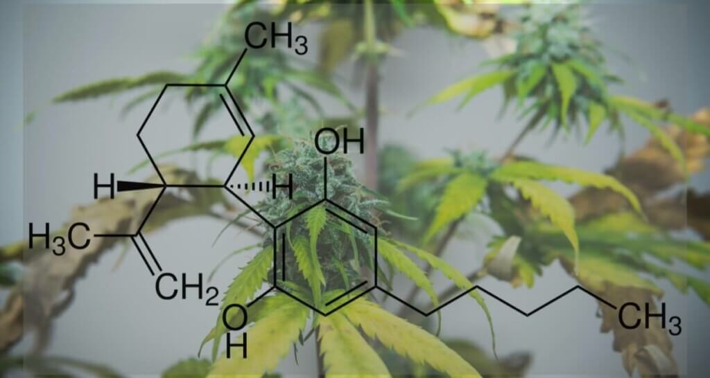 Cannabis-und-die-Huntington-Krankheit-4