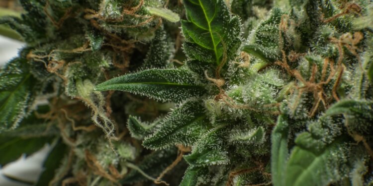 Forscher-erhalten-24-Tonnen-konfisziertes-Cannabis-für-Forschung