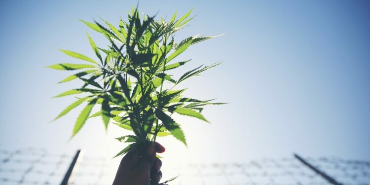 Mehrheit-der-Neuseeländer-befürwortet-Cannabis-Legalisierung