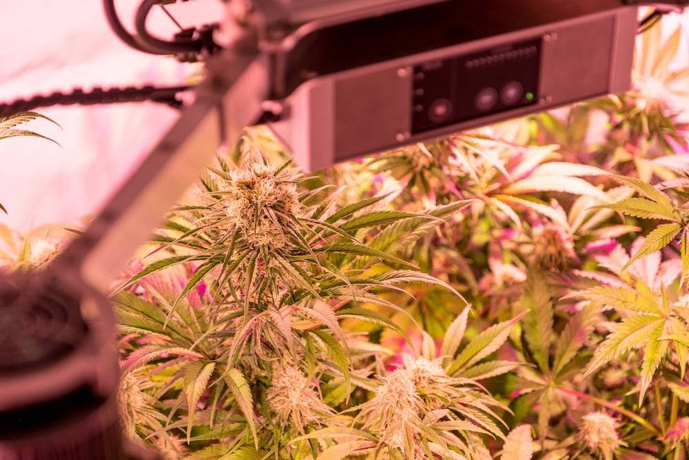 Besser Leben Mit Cannabis Patientengeschichten Aus Der Hölle 3