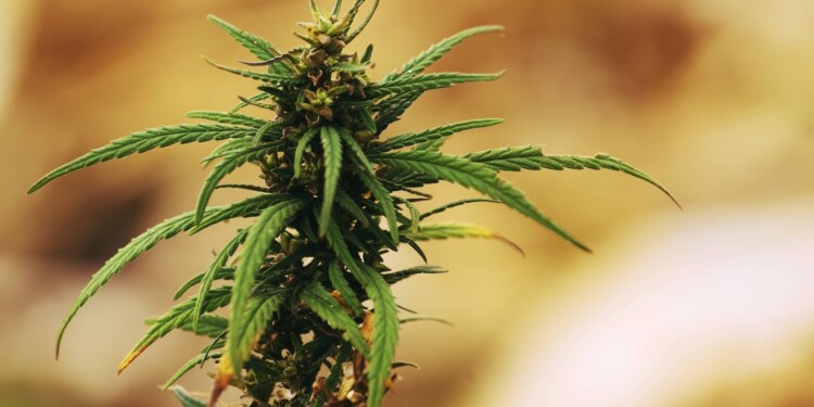 Cannabisbranche-mit-Rekordumsatz