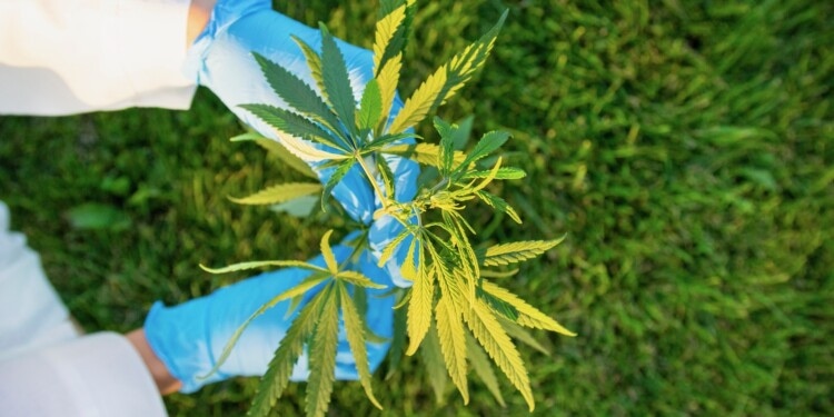 Neuseeländisches-Cannabisunternehmen-erhält-Produktionslizenz