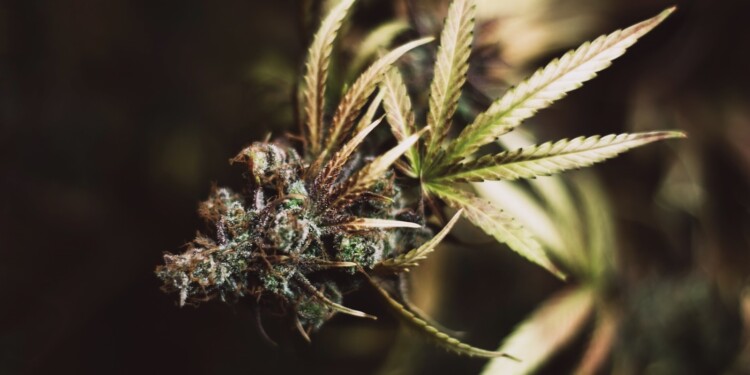 medizinisches-Cannabis-