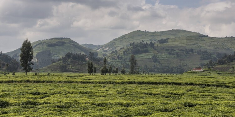 Ruanda-Grünes-Licht-für-Anbau-und-Export-von-medizinischem-Cannabis
