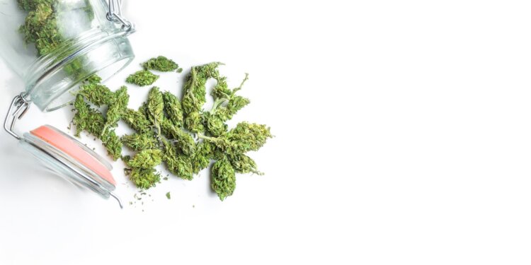 75-Millionen-Euro-für-medizinisches-Cannabis