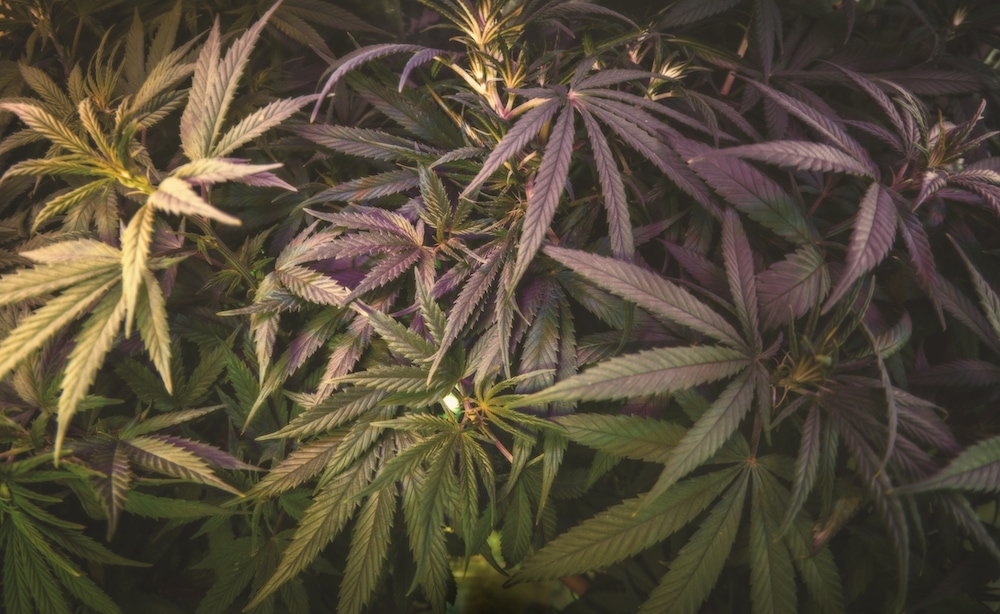 Legalisierung-von-Cannabis-in-den-Niederlanden-1