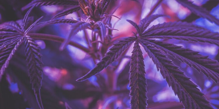Legalisierung-von-Cannabis-in-den-Niederlanden