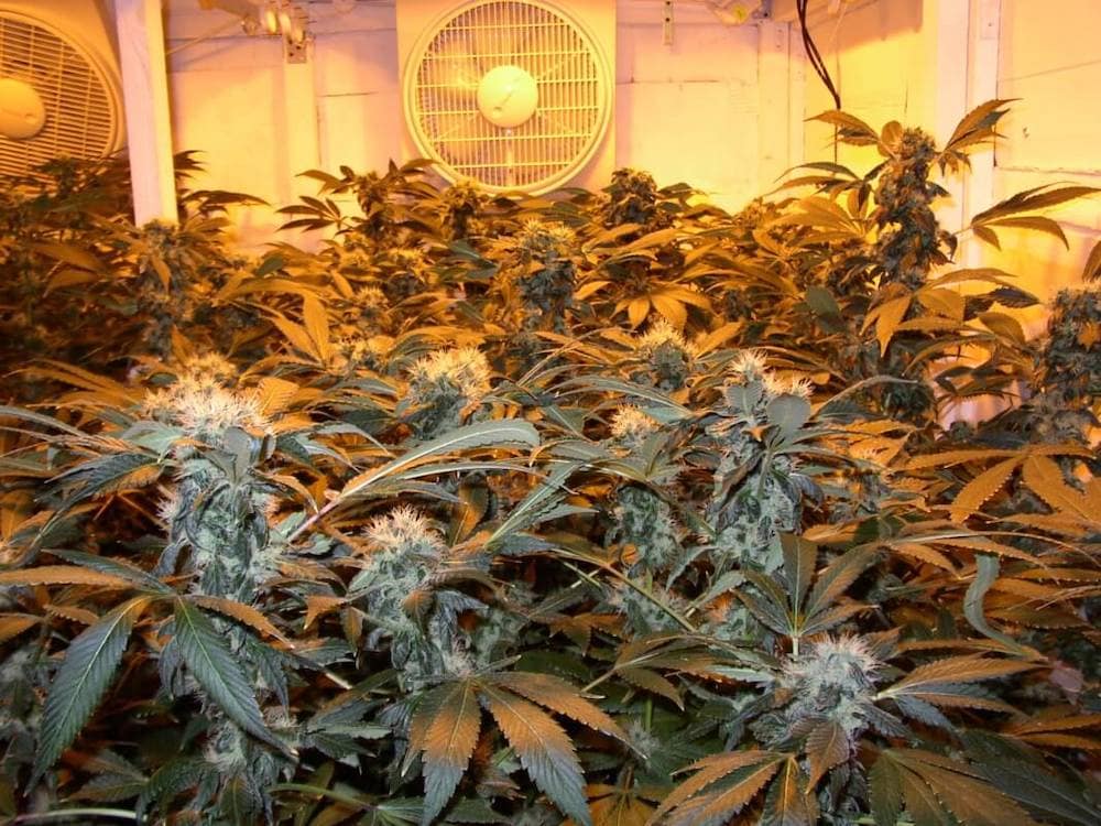 Anstelle-der-homogenen-Marihuanasorte-reicht-auch-eine-Mutterpflanze
