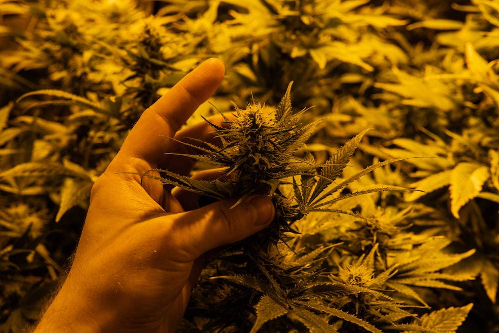 Cannabis Anbau Unter Berücksichtigung Des Sättigungsdefizits 1