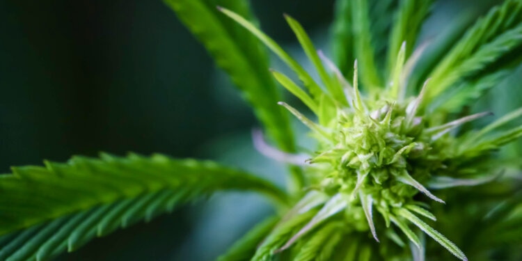 Die-Sarkoidose-mit-Cannabis-therapieren